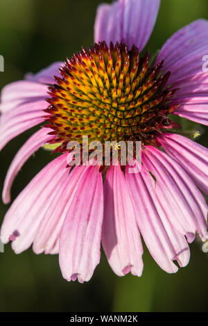 Sonnenhut (Echinaceae purpurea), blühende, Wiesen, Custer State Park, South Dakota, USA, von Bruce Montagne/Dembinsky Foto Assoc Stockfoto