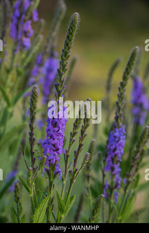 Hoary Eisenkraut (Verbena Stricta) in voller Blüte, Custer State Park, S. Dakota, USA, von Bruce Montagne/Dembinsky Foto Assoc Stockfoto