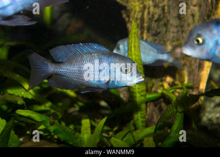 Blue Dolphin Cichlid (pseudotropheus moorii) Stockfoto