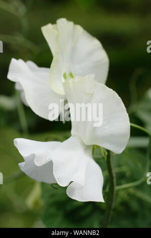 Süße Erbsen. Süße Erbse. Lathyrus odoratus „Winston Churchill“ Süße Erbsen, eine duftende Spencer-Sorte, klettern in einem Hochsommergarten. Stockfoto
