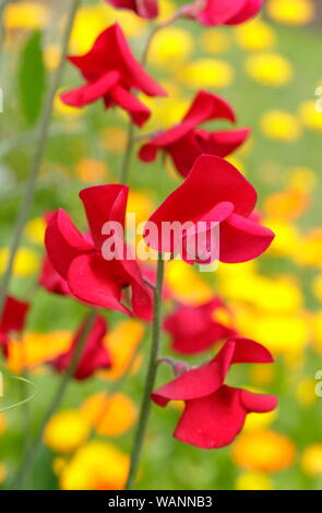 Lathyrus Odoratus und Calendula. 'Winston Churchill' süssen Erbsen, einem duftenden, Spencer Sorte, Klettern in einem Mitte Sommer Garten gegen Pot marigold. Großbritannien Stockfoto