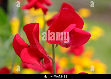 Süße Erbsen. Süße Erbse. Lathyrus odoratus „Winston Churchill“ Süße Erbsen, eine duftende Spencer-Sorte, klettern in einem Hochsommergarten. UK Stockfoto