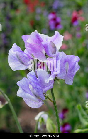 Von Lathyrus Odoratus usan Thomas' ein blauer als Flocken Sweet pea Klettern in einem Mitte Sommer Garten. Großbritannien Stockfoto