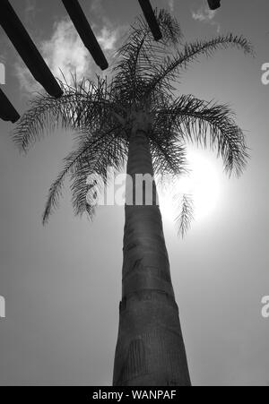 Palm Tree, niedrige View Point Sie suchen den Stamm der Palme oben auf dem Baum und Himmel mit der Sonne hinter der schwarzen und weißen photog Stockfoto