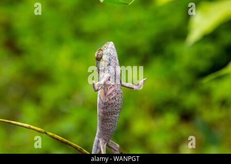 Nahaufnahme des aufrecht stehenden Panther chameleon (Furcifer pardalis) in Lokobe Natur strenges Reservat in Madagaskar, Nosy Be, Afrika Stockfoto