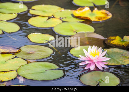 Seerosen, Wasserpflanzen, Botanischer Garten, São Paulo, Brasilien Stockfoto