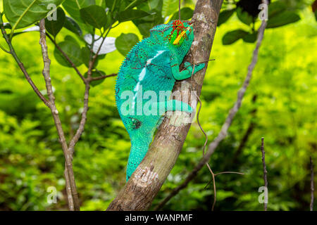 Nahaufnahme der männlichen Green Panther chameleon (Furcifer pardalis) in Lokobe Natur strenges Reservat in Madagaskar, Nosy Be, Afrika Stockfoto
