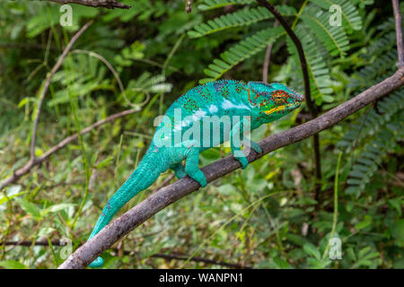 Nahaufnahme der männlichen Green Panther chameleon (Furcifer pardalis) in Lokobe Natur strenges Reservat in Madagaskar, Nosy Be, Afrika Stockfoto