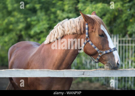 Pferd Profil portrait Hannoveraner Rot Braun mit weißen Streifen Linie Stockfoto