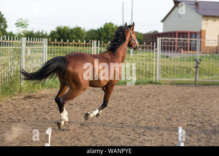 Pferd hannoveraner Rot Braun mit weißen Streifen Linie Stockfoto