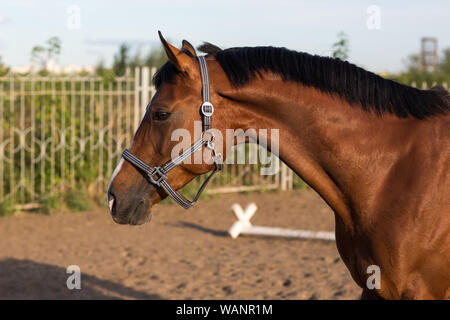 Pferd Profil portrait Hannoveraner Rot Braun mit weißen Streifen und schwarze Mähne Stockfoto