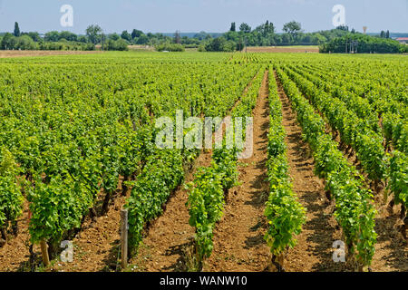 Weinreben in Nuits-Saint-Georges in der Gegend von Beaune, Burgund, Frankreich. Stockfoto