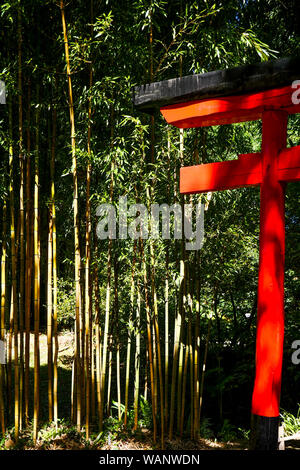 Rote Torii und Bambus Wald, La Bambouseraie - Bambus Park, Prafrance, Anduze, Gard, Frankreich Stockfoto