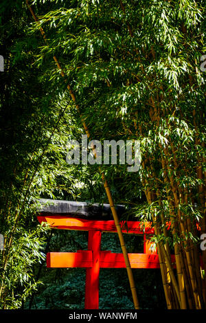 Rote Torii und Bambus Wald, La Bambouseraie - Bambus Park, Prafrance, Anduze, Gard, Frankreich Stockfoto