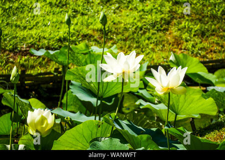 Sacred lotus, La Bambouseraie - Bambus Park, Prafrance, Anduze, Gard, Frankreich Stockfoto