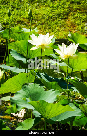 Sacred lotus, La Bambouseraie - Bambus Park, Prafrance, Anduze, Gard, Frankreich Stockfoto