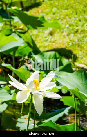 Sacred lotus, La Bambouseraie - Bambus Park, Prafrance, Anduze, Gard, Frankreich Stockfoto