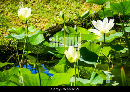 Sacred lotus, La Bambouseraie - Bambus Park, Prafrance, Anduze, Gard, Frankreich Stockfoto