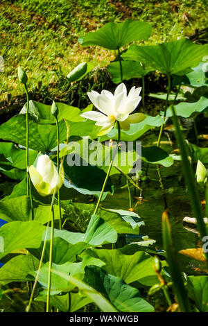 Sacred lotus, La Bambouseraie - Bambus Park, Prafrance, Anduze, Gard, Frankreich Stockfoto