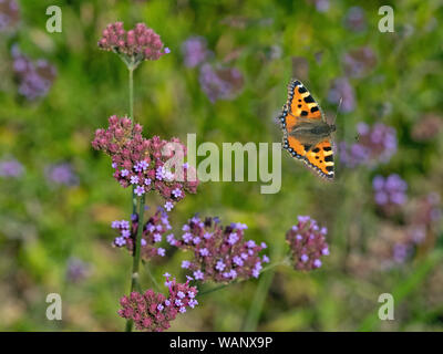 Kleiner Fuchs Schmetterling im Flug Fütterung auf eisenkraut Blumen im Garten Norfolk Stockfoto