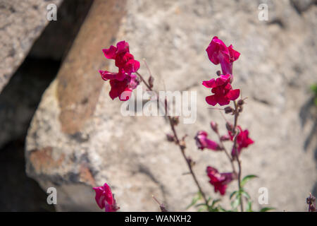 Wilde Blumen wachsen in den Dünen bei Allonby Strand Stockfoto