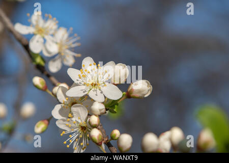 Weiße Blüten und Knospen von einem Kirschbaum Stockfoto