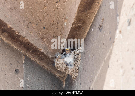 Mauersegler (Apus apus) Küken im Nest Stockfoto