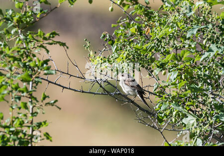 Junge Neuntöter (Lanius colluria) in einem Baum gehockt Stockfoto