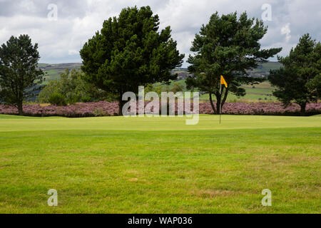 Putting Green auf der Heide Golf Kurs in West Yorkshire im Spätsommer mit der Blüte Heather im Hintergrund Stockfoto