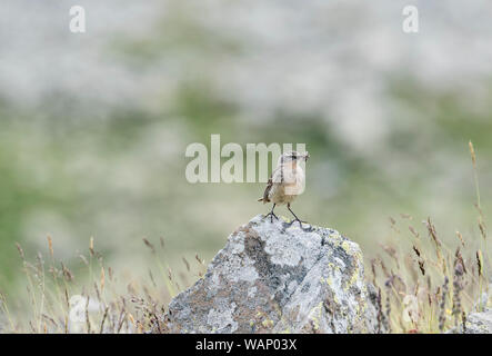 Wasser-Pieper (Anthus Spinoletta) Stockfoto