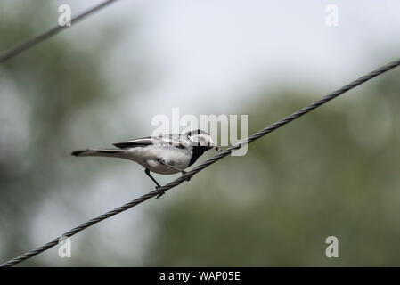 Bachstelze (Motacilla alba) mit Nahrung für seine Küken Stockfoto