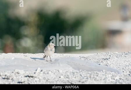 Ständigen Bachstelze (Motacilla alba) Küken Stockfoto