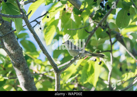 Whitethroat (Curruca communis) im Schatten eines Baumes sitzend Stockfoto