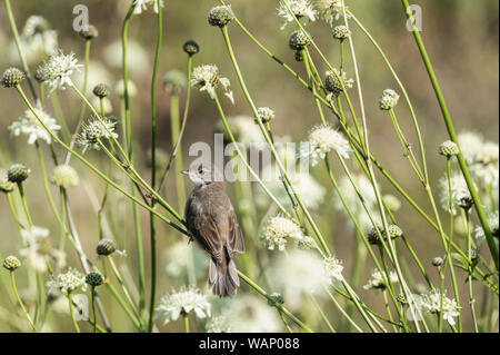 Whitethroat (Curruca communis) Nahrungssuche auf Cephalaria gigantea Stockfoto