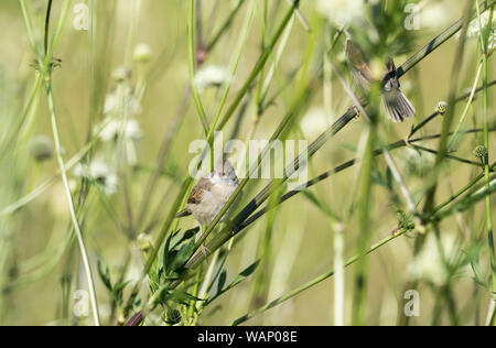 Whitethroat (Curruca communis) Nahrungssuche auf Cephalaria gigantea Stockfoto