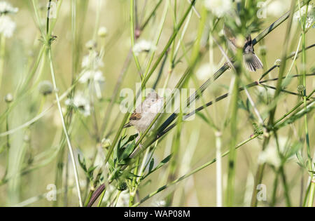 Whitethroat (Curruca communis) Nahrungssuche auf Cephalaria gigantea Stockfoto