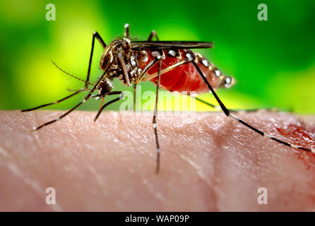 Dieses Foto einer weiblichen Aedes aegypti dargestellt, während sie in den Prozess der Aufnahme eines Blutmehl von ihren menschlichen Wirt war. Stockfoto