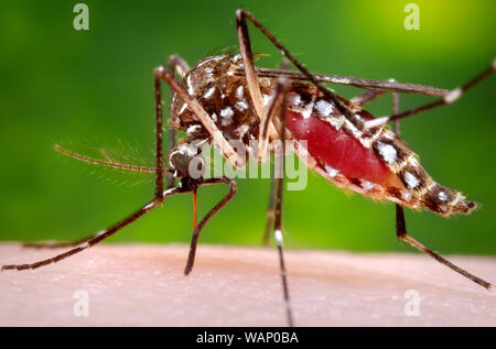 Dieses Foto zeigt einen weiblichen Aedes aegypti, während sie in den Prozess der Aufnahme eines Blutmehl von ihren menschlichen Wirt war. Stockfoto