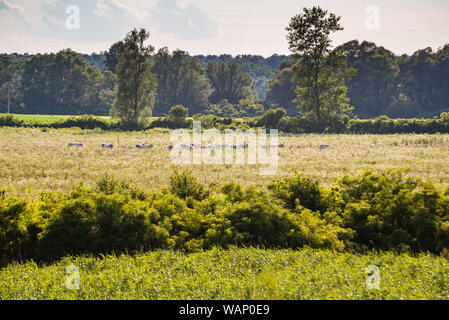 Podolian Rinder im Naturpark Lonjsko Polje, Kroatien Stockfoto