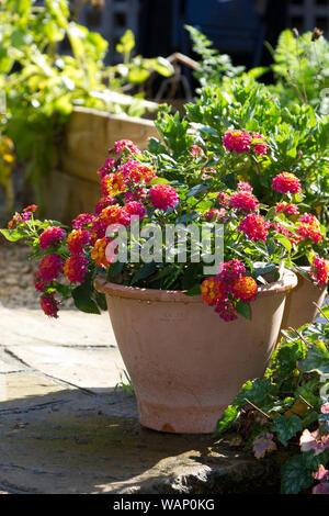 Lantana camara Lucky Blumen Stockfoto