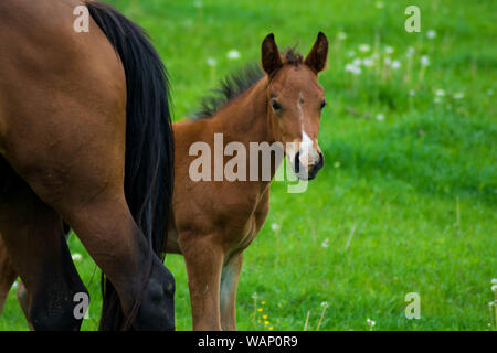 Junges Pferd auf der grünen Wiese Sommer posieren. Porträt eines reinrassigen jungen Pferd im Sommer auf der Weide. Nahaufnahme einer jungen Einheimischen Pferd. Stockfoto