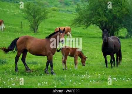 Pferd Familie auf der Weide in der Sommersaison. Familie, Pferd, ländlichen Konzept. Stockfoto