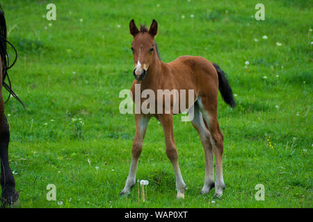 Kleine Pferd mit weißer Nase auf der Wiese. Neue Generation Konzept. Stockfoto