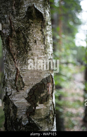 Detaillierte Nahaufnahme einer Textur eines Baumes Stockfoto