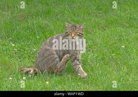 WILD CAT (Schottische) Felix Abies Stockfoto