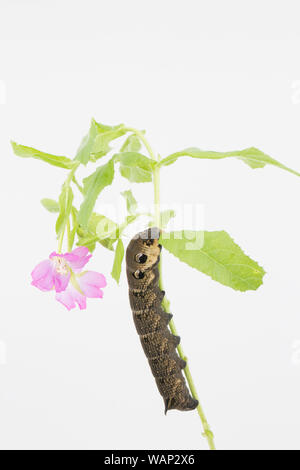 Ein Elephant Hawk-moth Caterpillar, Deilephila elpenor, in einem Studio auf der foodplant fotografiert, Weidenröschen, Epilobium hirsutum, Weiß Stockfoto