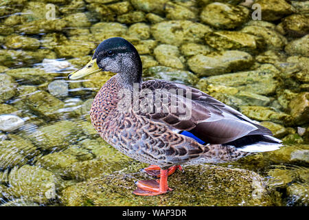 Männliche Stockente stehend auf einem Felsen im Wasser des Lake Ammersee Stockfoto