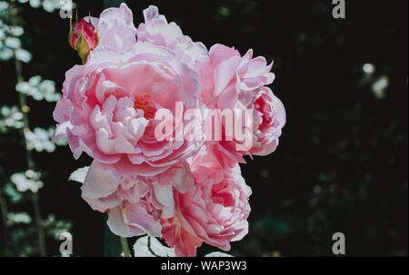 Selektive Nahaufnahme von rosa Kohlrosen Stockfoto