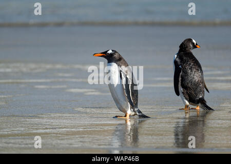 Zwei Eselspinguine (Pygoscelis papua) am Strand, Falkland Inseln. Zwei Gentoo Penguins oh den Strand, Falkland Inseln Stockfoto