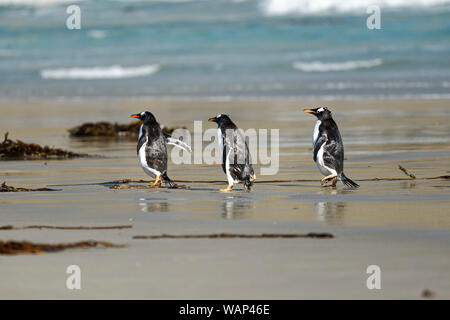 Drei Eselspinguine (Pygoscelis papua) laufen am Strand, Falkland Inseln. Drei Gentoo Penguins zu Fuß am Strand, Falkland Inseln Stockfoto
